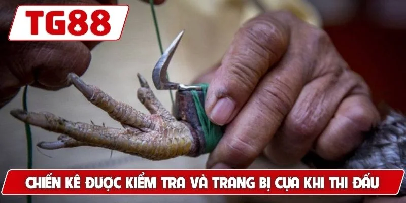 Đá Gà Thomo: Sân Chơi Uy Tín Cảm Giác Mạnh Mẽ Tại TG88 7 Chiến kê được kiểm tra và trang bị cựa khi thi đấu