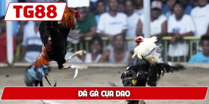 Đá gà cựa dao