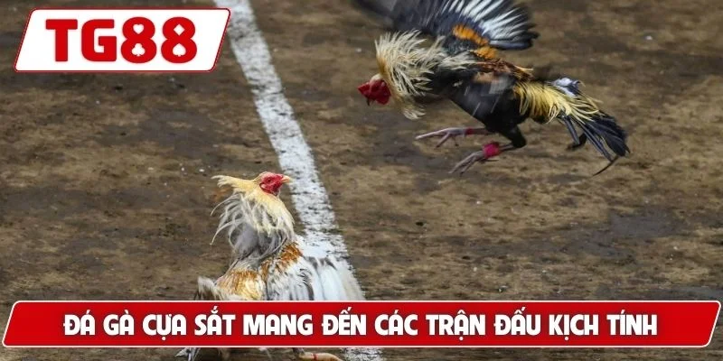Đá Gà Cựa Sắt - Trải Nghiệm Xem Live Hấp Dẫn Tại TG88 5 Đá gà cựa sắt mang đến các trận đấu kịch tính