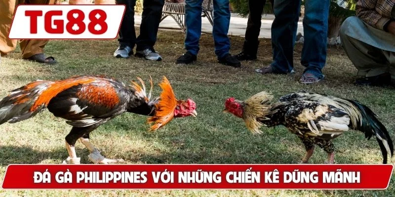 Trải Nghiệm Xem Đá Gà Philippines Cá Cược Siêu Kịch Tính 5 Đá gà Philippines với những chiến kê dũng mãnh