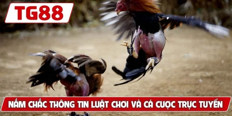 Trải Nghiệm Xem Đá Gà Philippines Cá Cược Siêu Kịch Tính 6 Nắm chắc thông tin luật chơi và cá cược trực tuyến