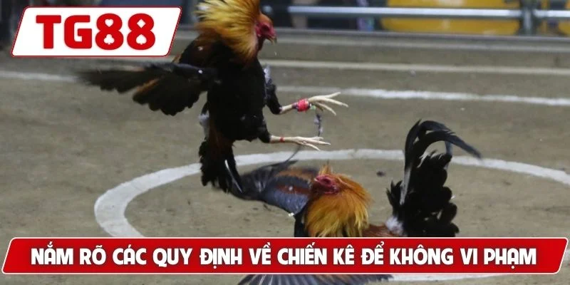 Đá Gà Cựa Sắt - Trải Nghiệm Xem Live Hấp Dẫn Tại TG88 6 Nắm rõ các quy định về chiến kê để không vi phạm