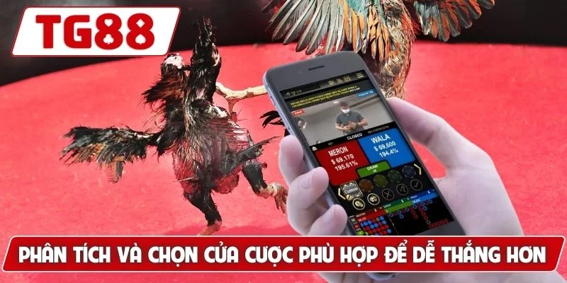 Đá Gà Cựa Sắt - Trải Nghiệm Xem Live Hấp Dẫn Tại TG88 7 Phân tích và chọn cửa cược phù hợp để dễ thắng hơn