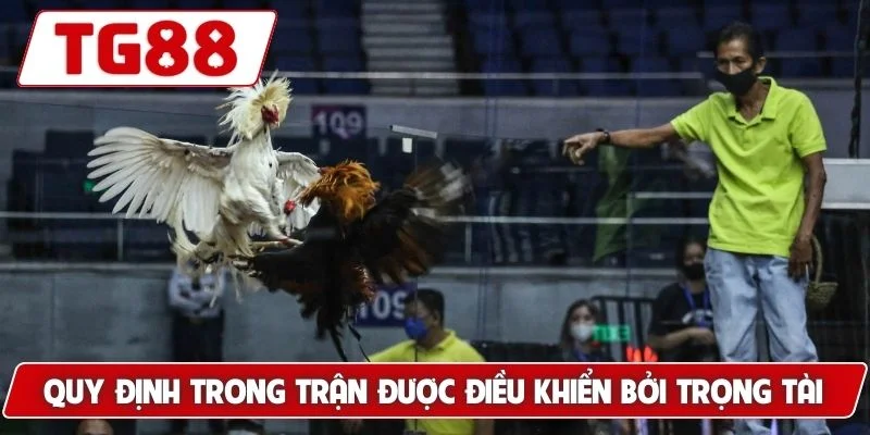 Trải Nghiệm Xem Đá Gà Philippines Cá Cược Siêu Kịch Tính 7 Quy định trong trận được điều khiển bởi trọng tài